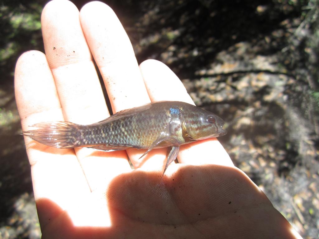 10+ Pygmy Sunfish For Sale KishanSondos